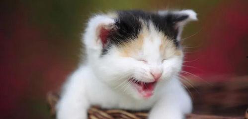 网红猫吃贝贝瓜图片大全